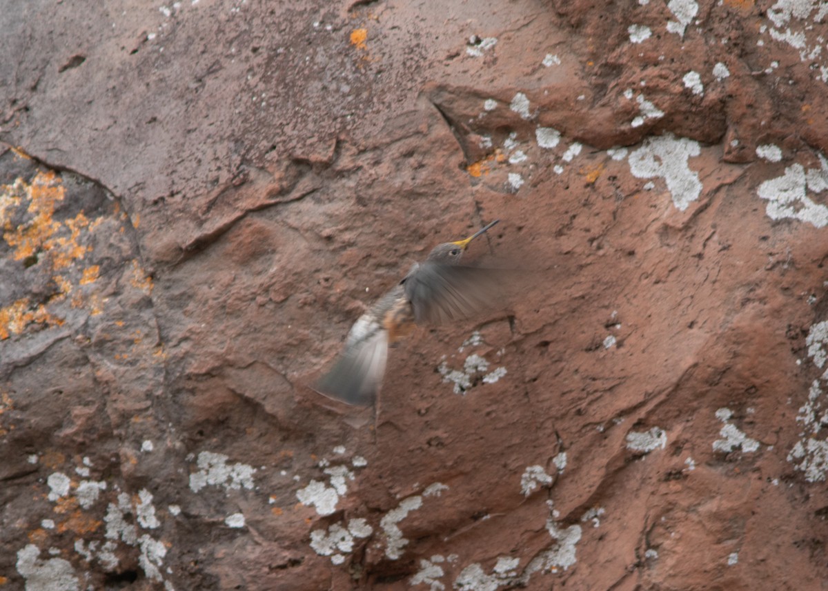 Colibrí Gigante - ML614449378