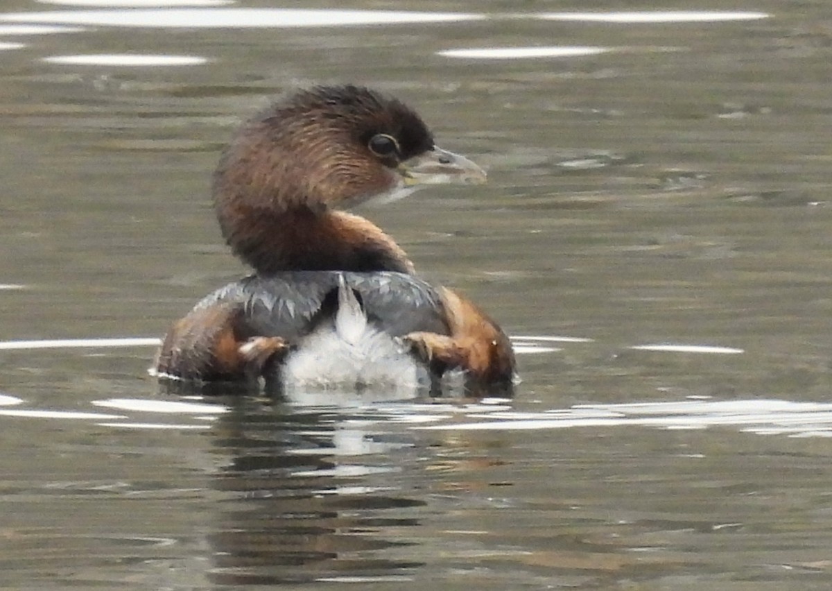 Pied-billed Grebe - ML614449383