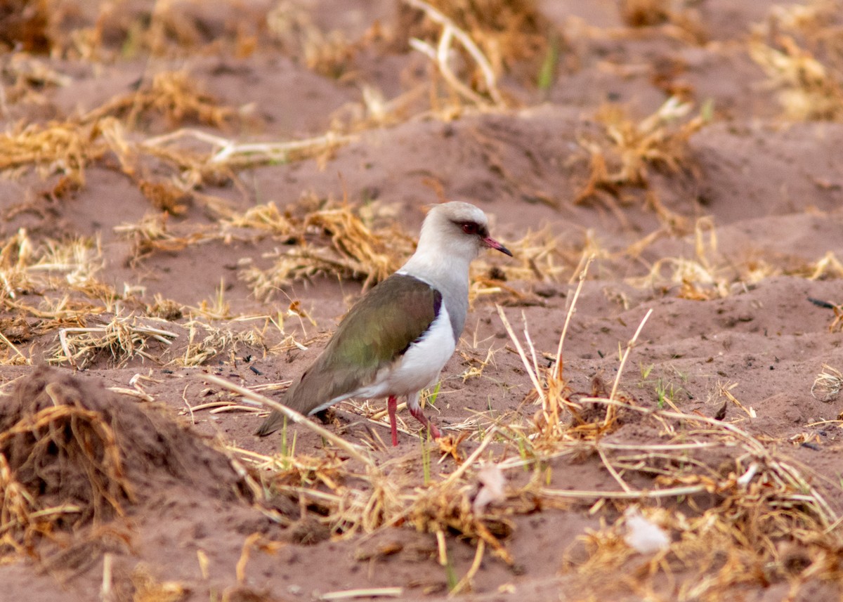 Andean Lapwing - Silvia Faustino Linhares