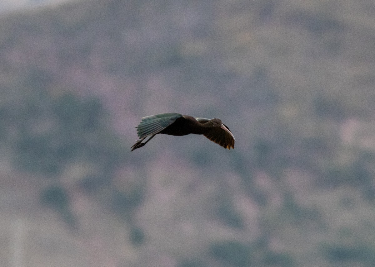 ibis andský - ML614449416