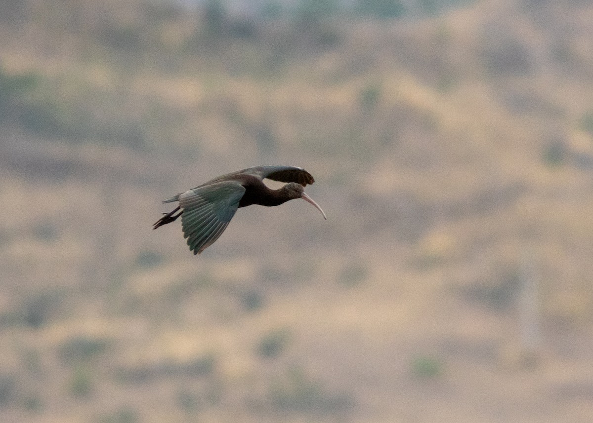 ibis andský - ML614449417