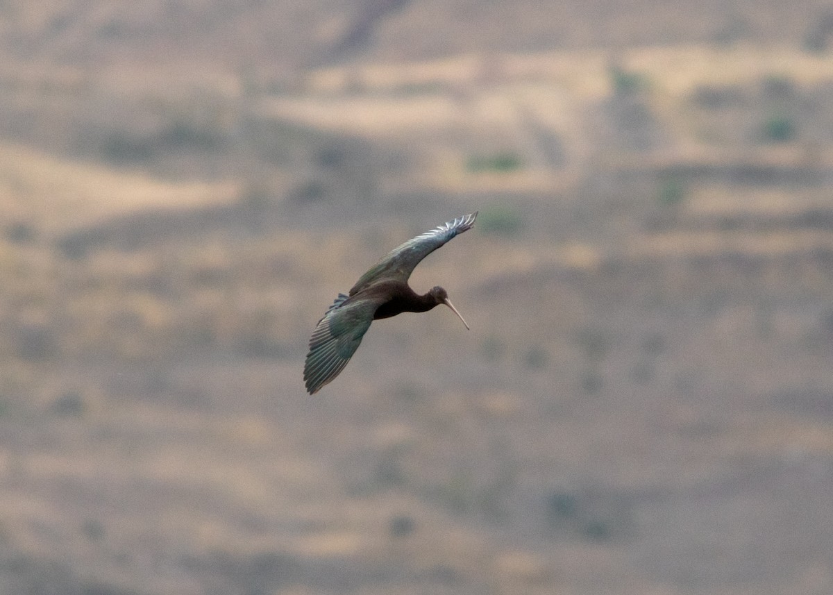 ibis andský - ML614449418
