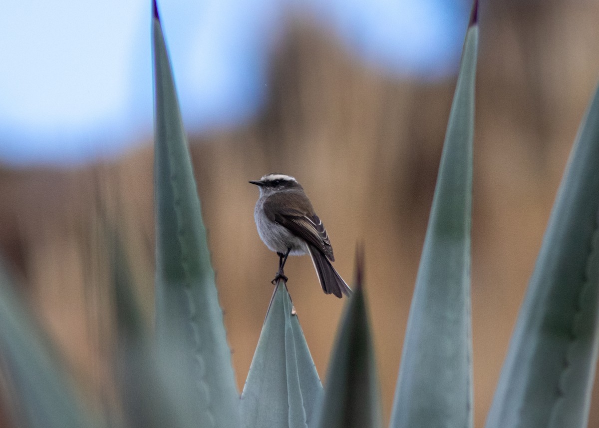 White-browed Chat-Tyrant - ML614449618