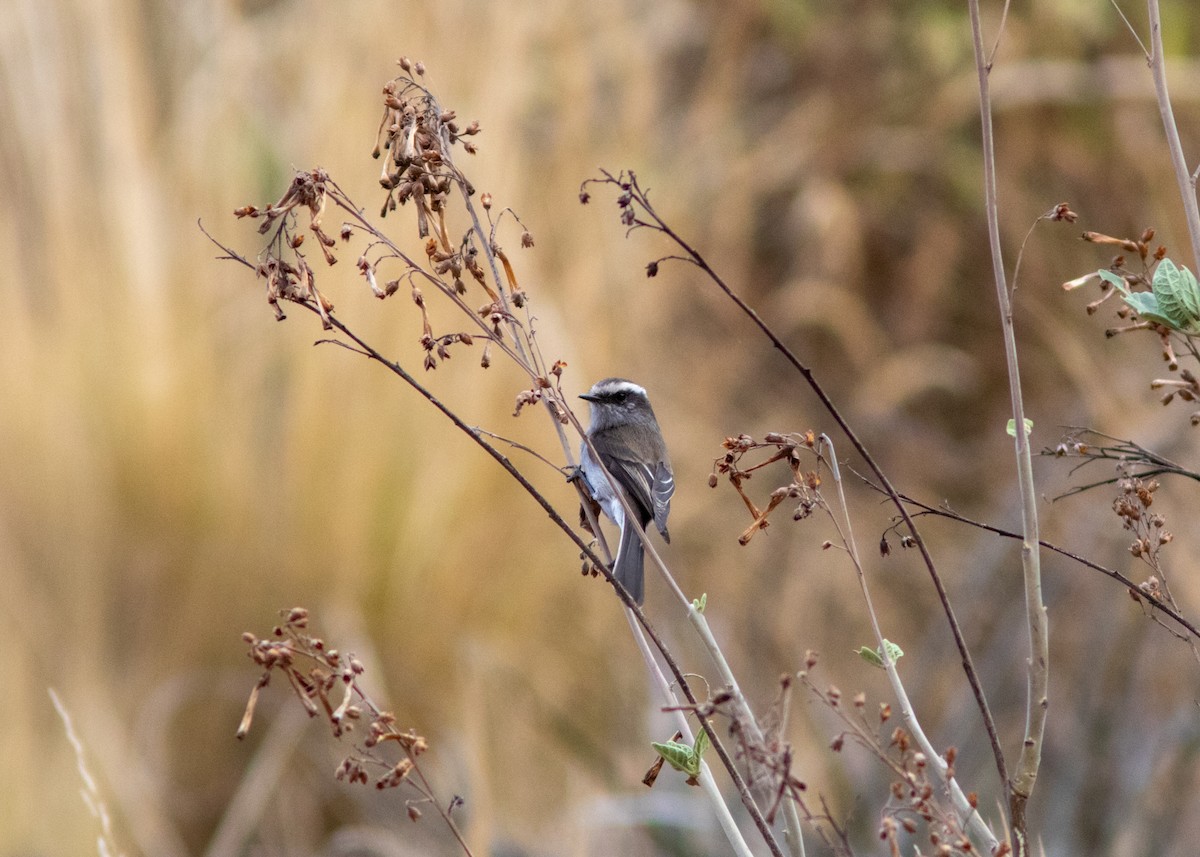 White-browed Chat-Tyrant - ML614449620