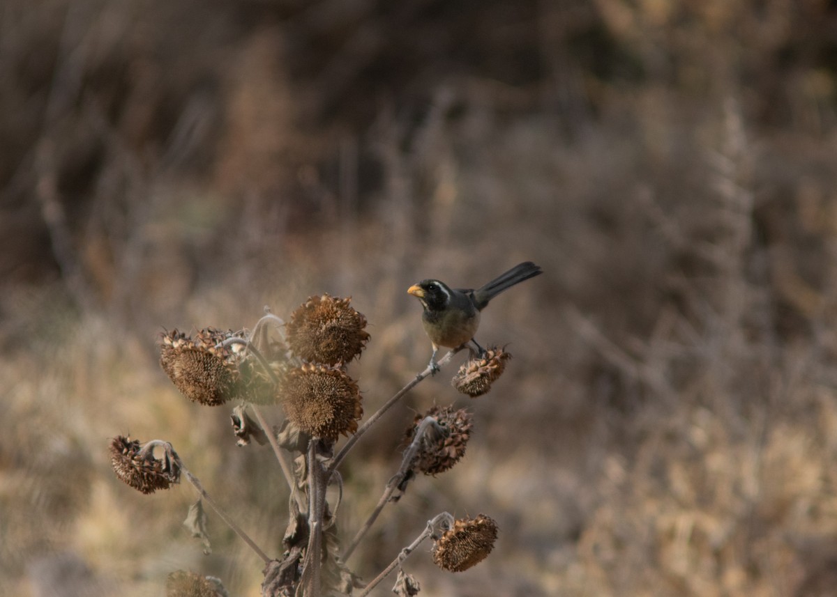 Golden-billed Saltator - ML614449643