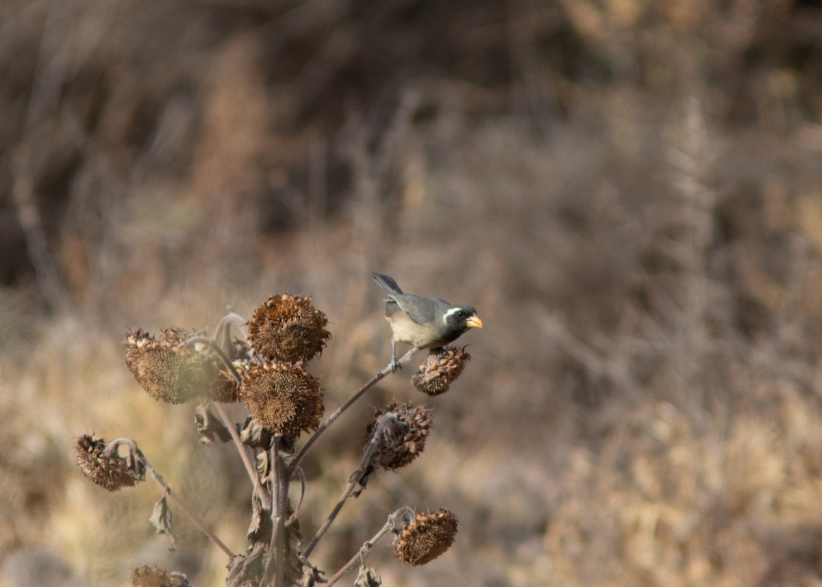 Golden-billed Saltator - ML614449644