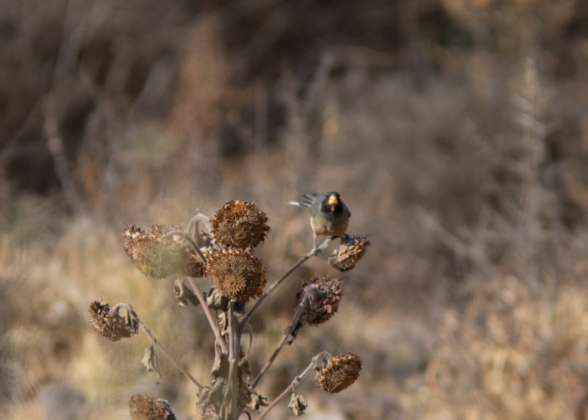 Golden-billed Saltator - ML614449645