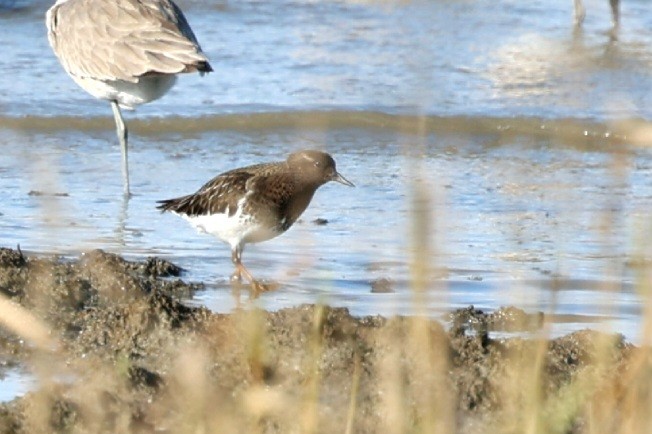 Black Turnstone - Wai Hung Yip