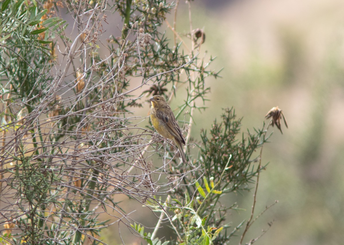 Grassland Yellow-Finch - ML614449665