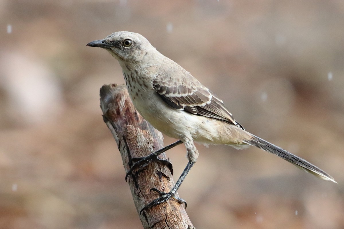 Tropical Mockingbird - ML614449666