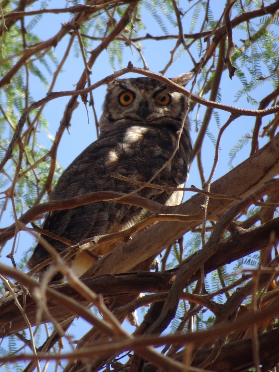 Lesser Horned Owl - Rodrigo  Castillo