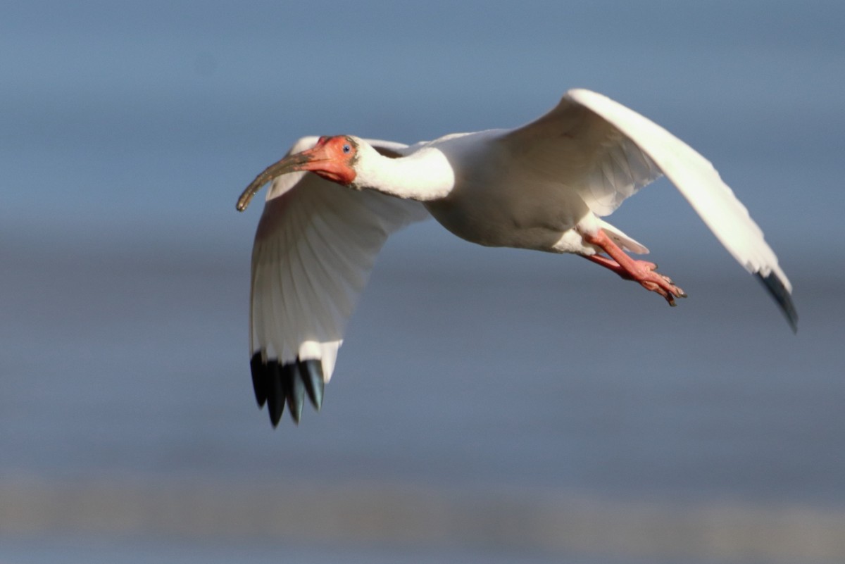 White Ibis - Jesús Lavedán Rodríguez