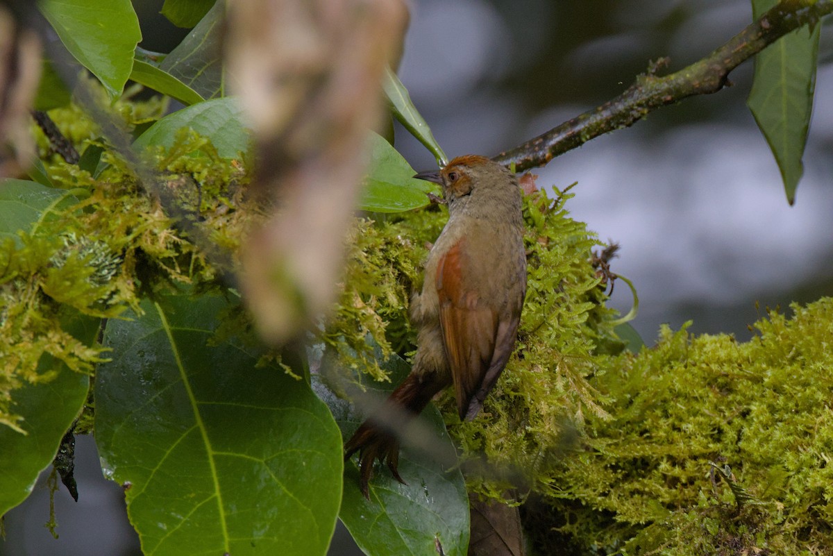 Red-faced Spinetail - ML614449769