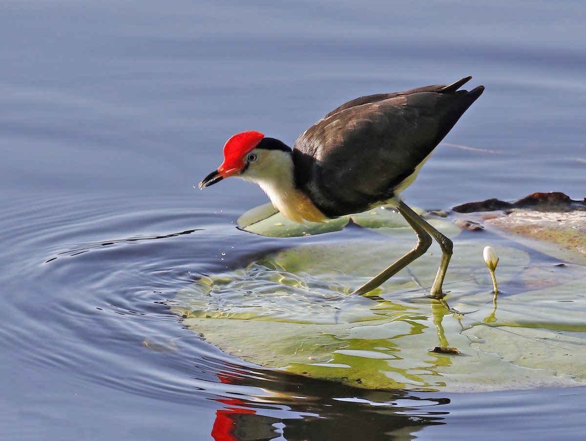 Comb-crested Jacana - ML614449840