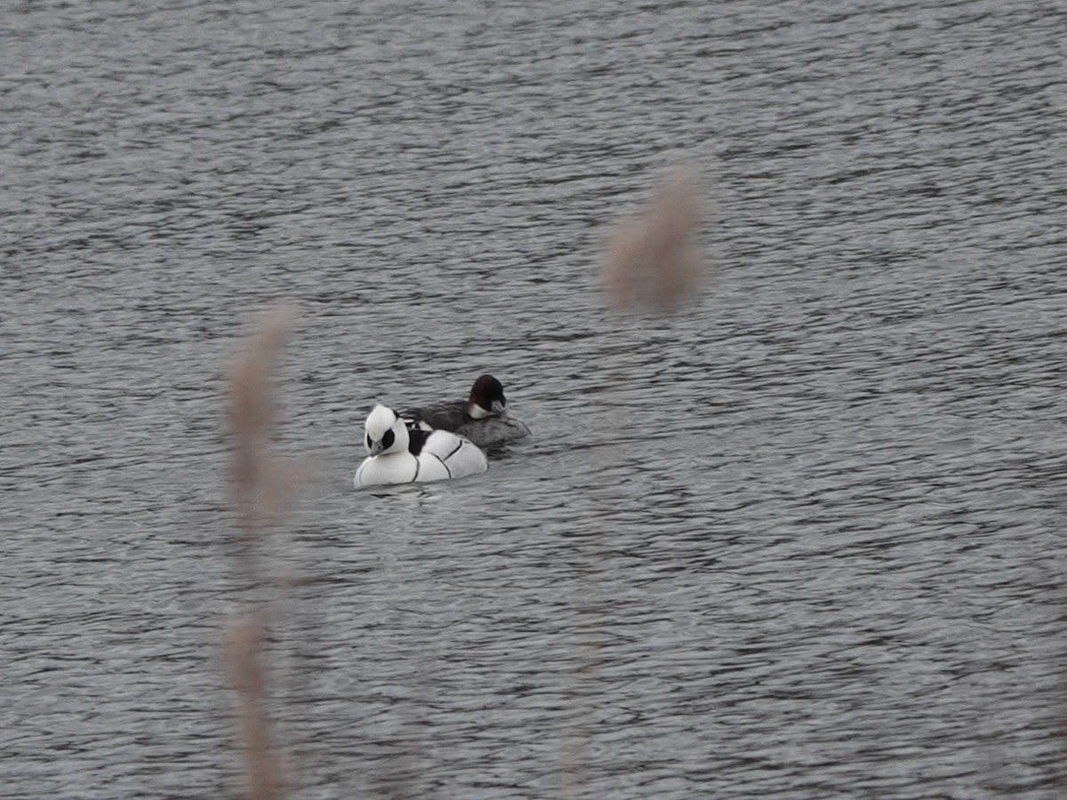 Smew - Andy Ryde