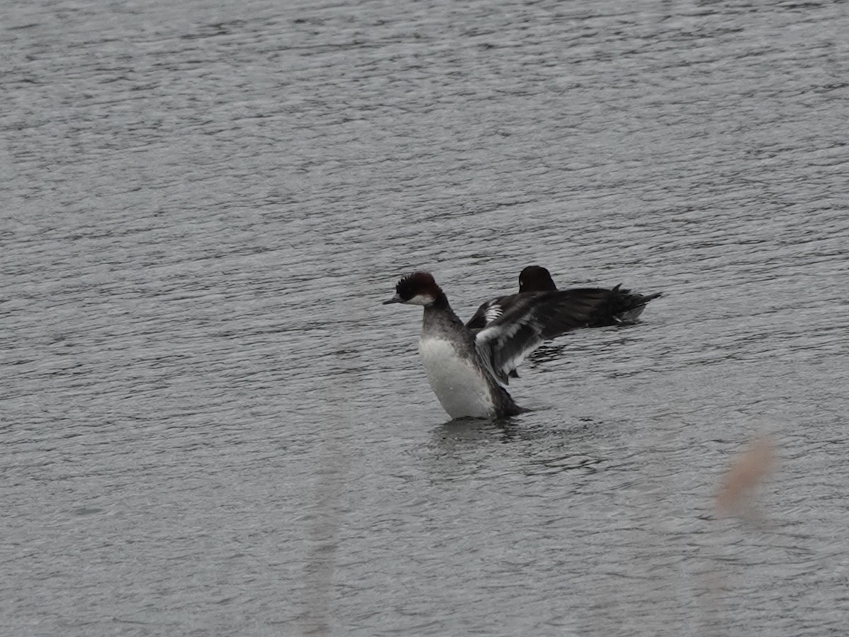 Smew - Andy Ryde