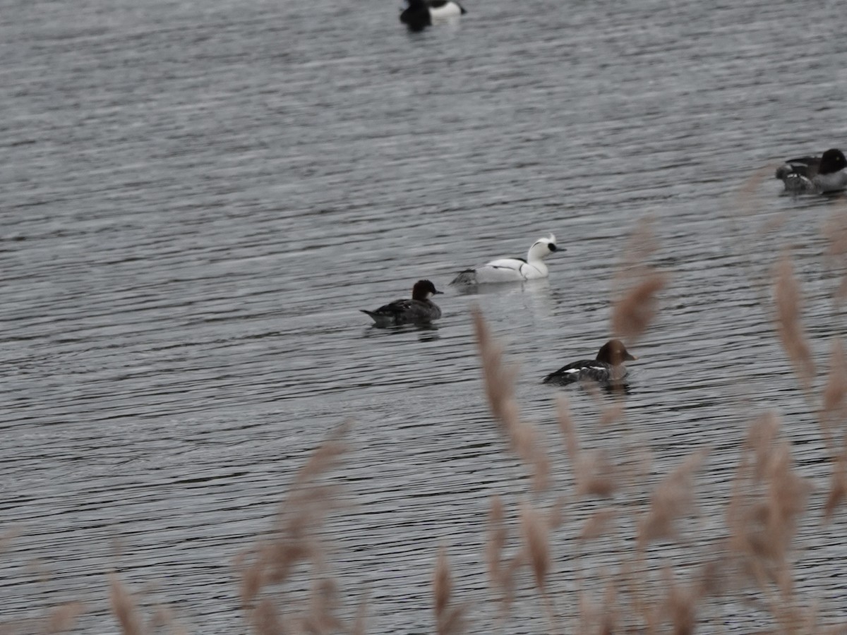 Smew - Andy Ryde