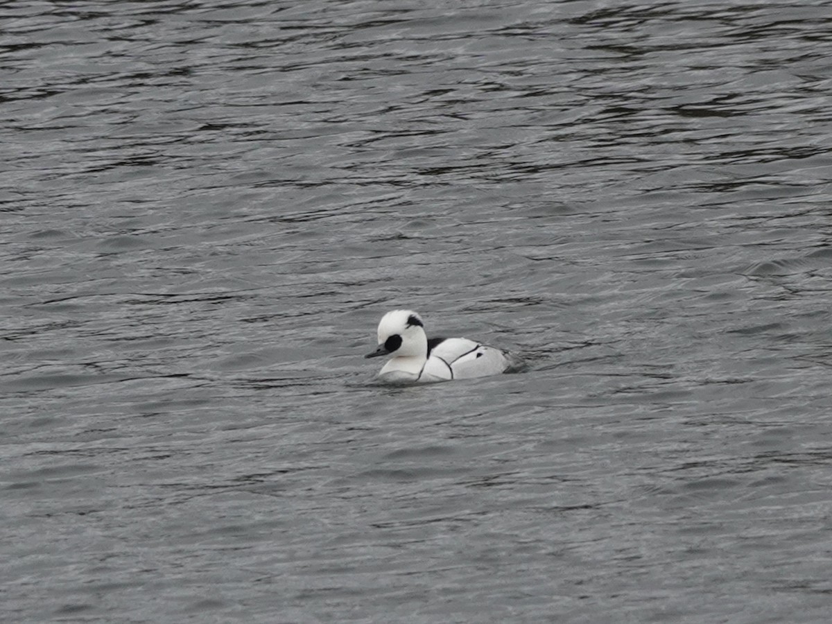Smew - Andy Ryde