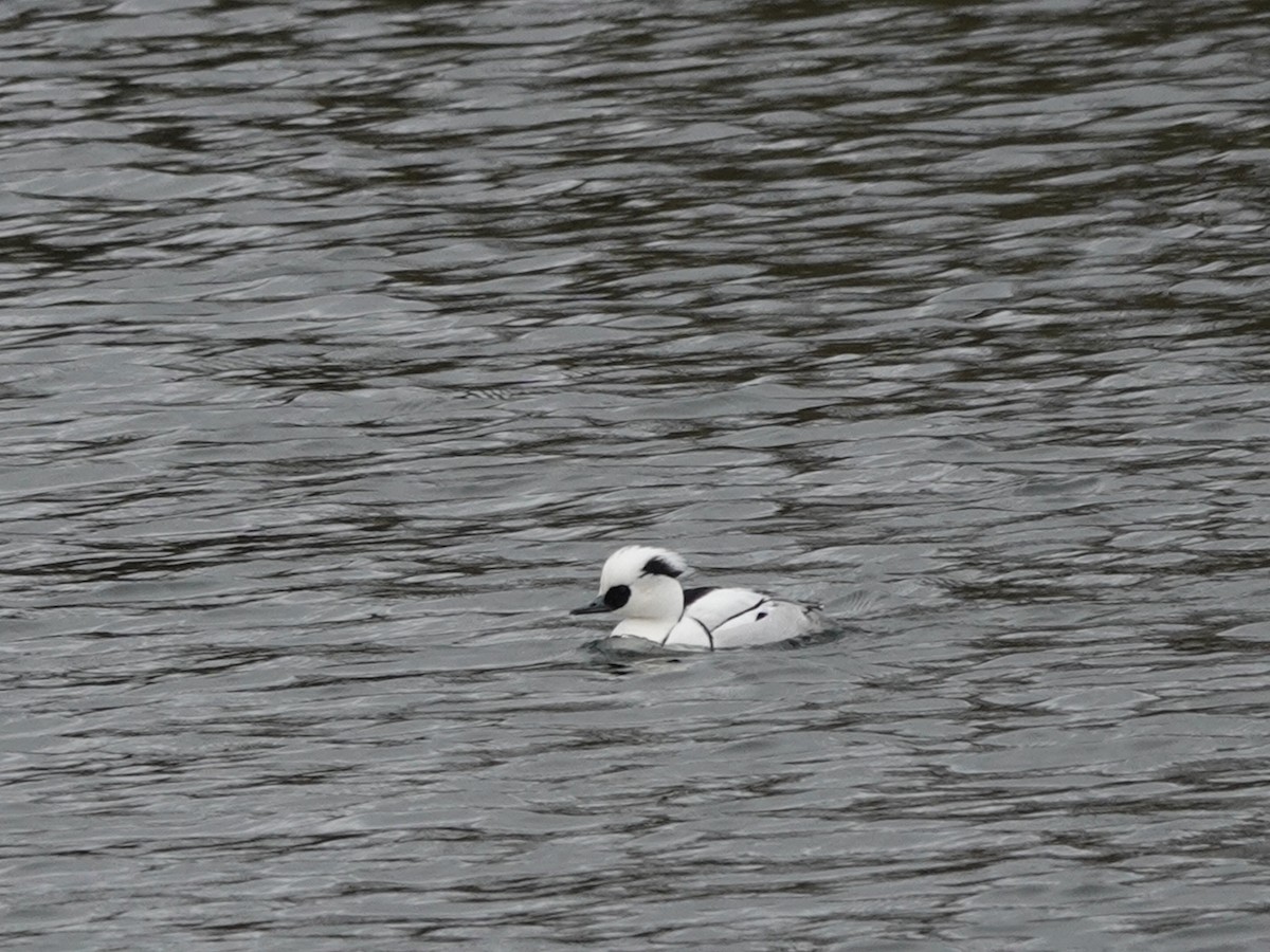 Smew - Andy Ryde