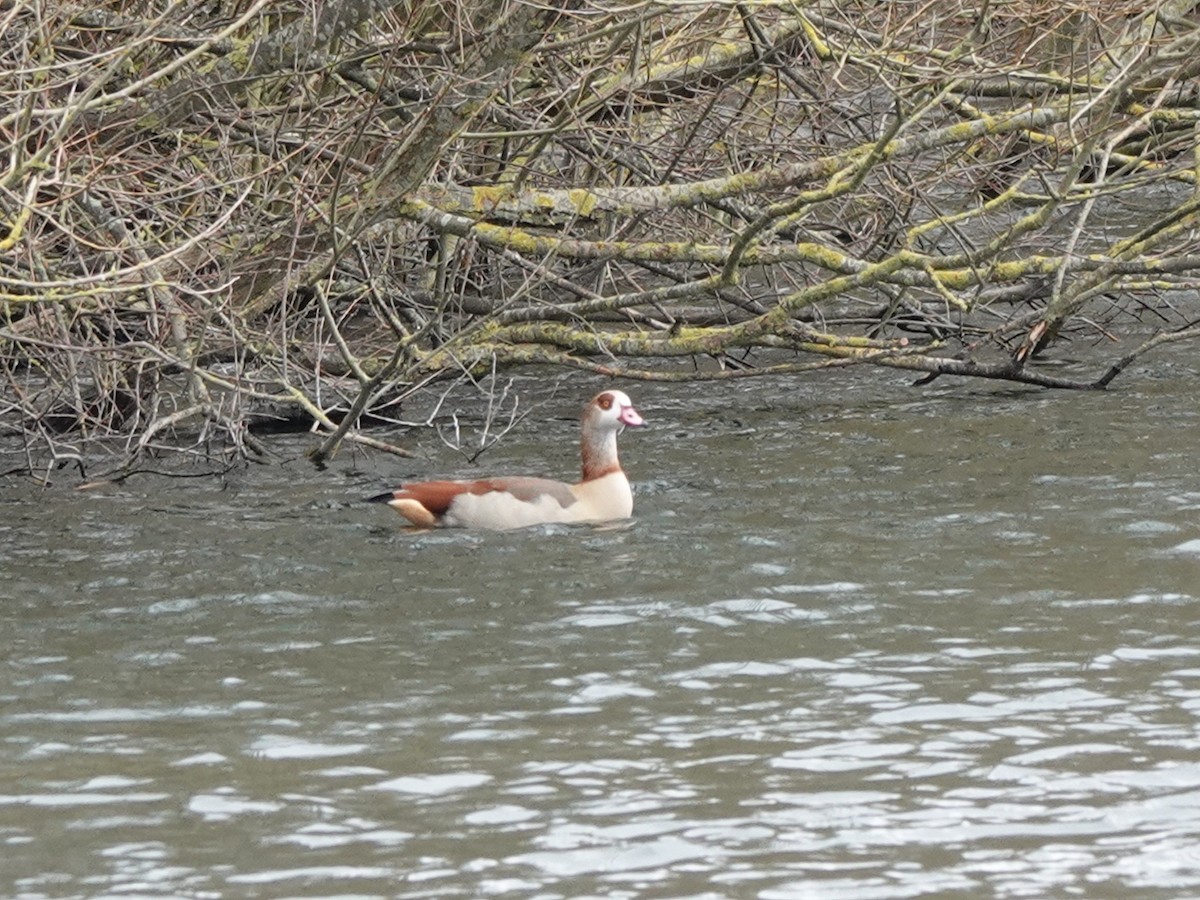 Egyptian Goose - ML614449890