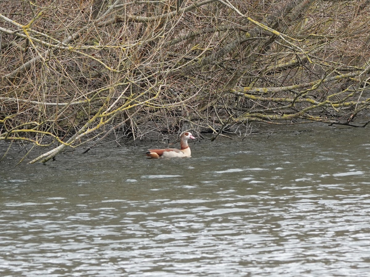 Egyptian Goose - ML614449891