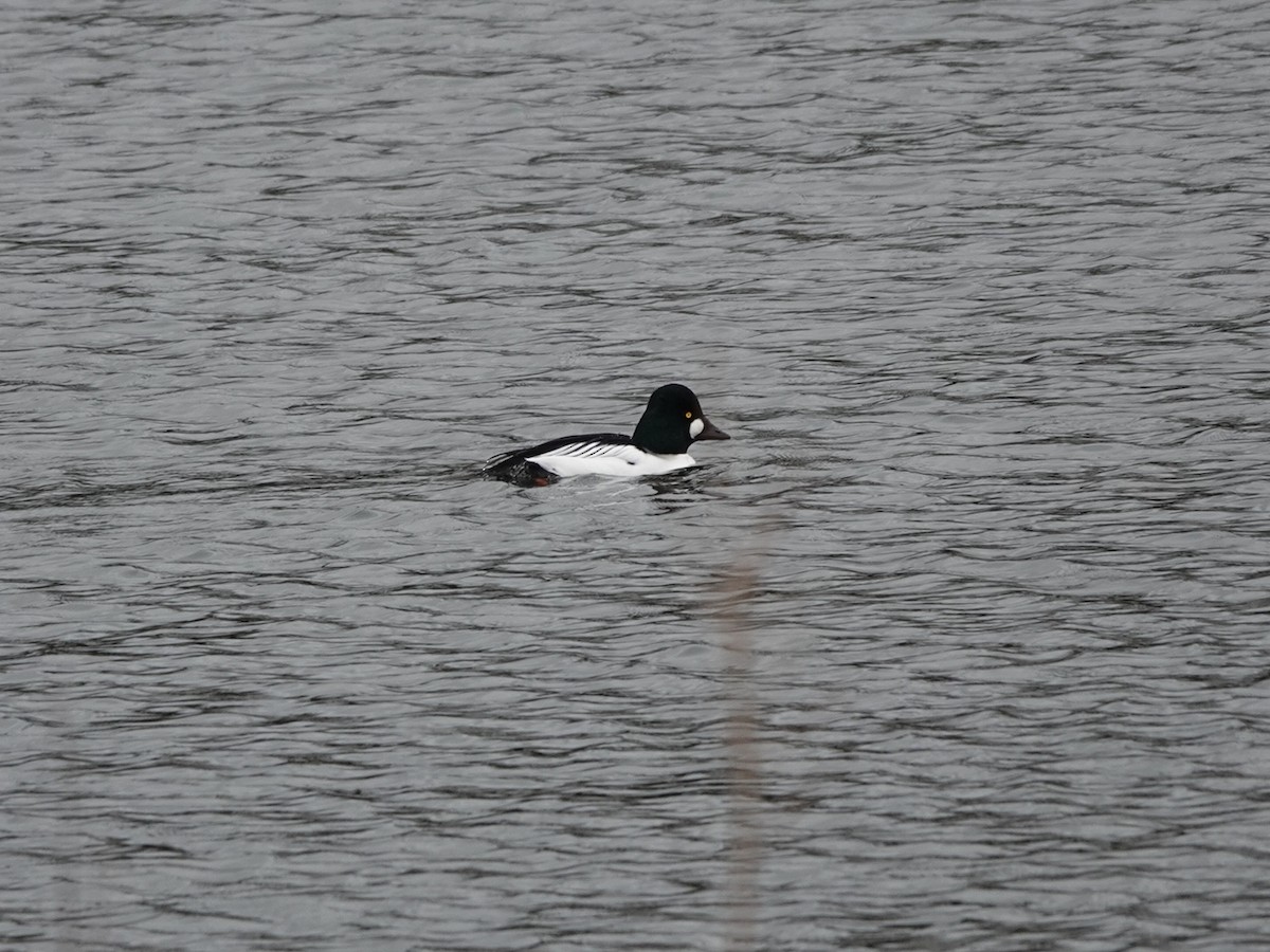 Common Goldeneye - ML614449907