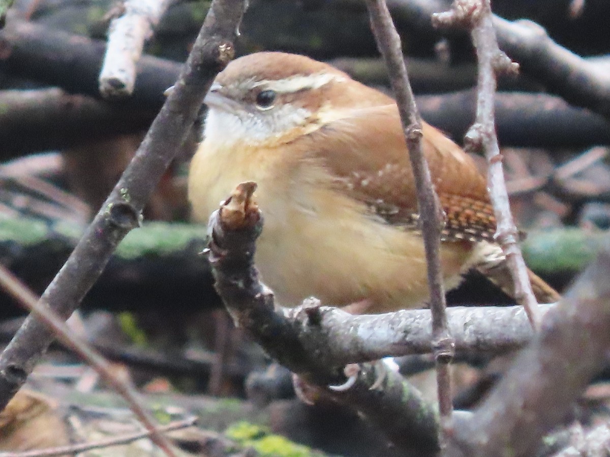 Carolina Wren - Dick Zerger