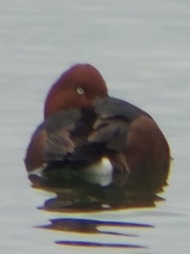 Ferruginous Duck - ML614449953