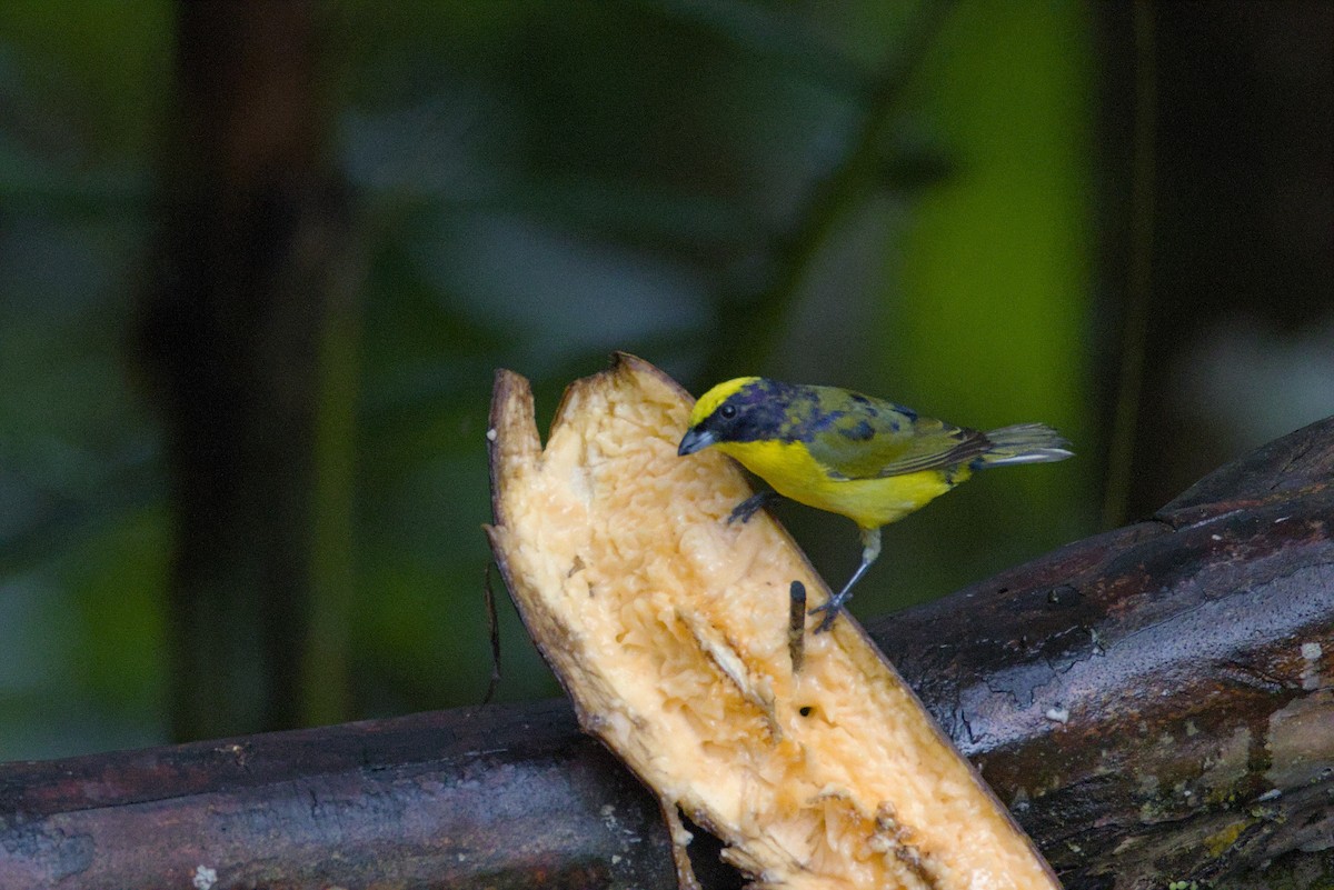 tykknebbeufonia (laniirostris gr.) - ML614449990