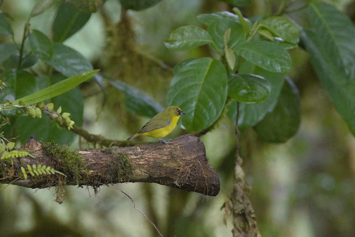 tykknebbeufonia (laniirostris gr.) - ML614449992