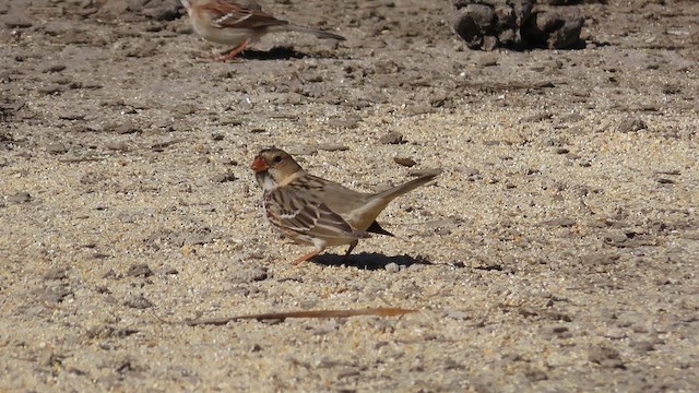 Harris's Sparrow - ML614450031