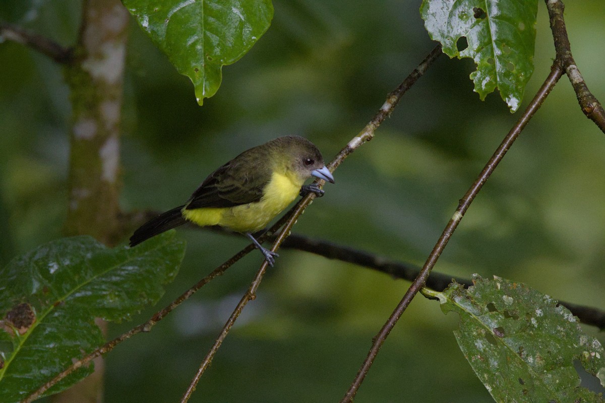 Flame-rumped Tanager (Lemon-rumped) - ML614450051