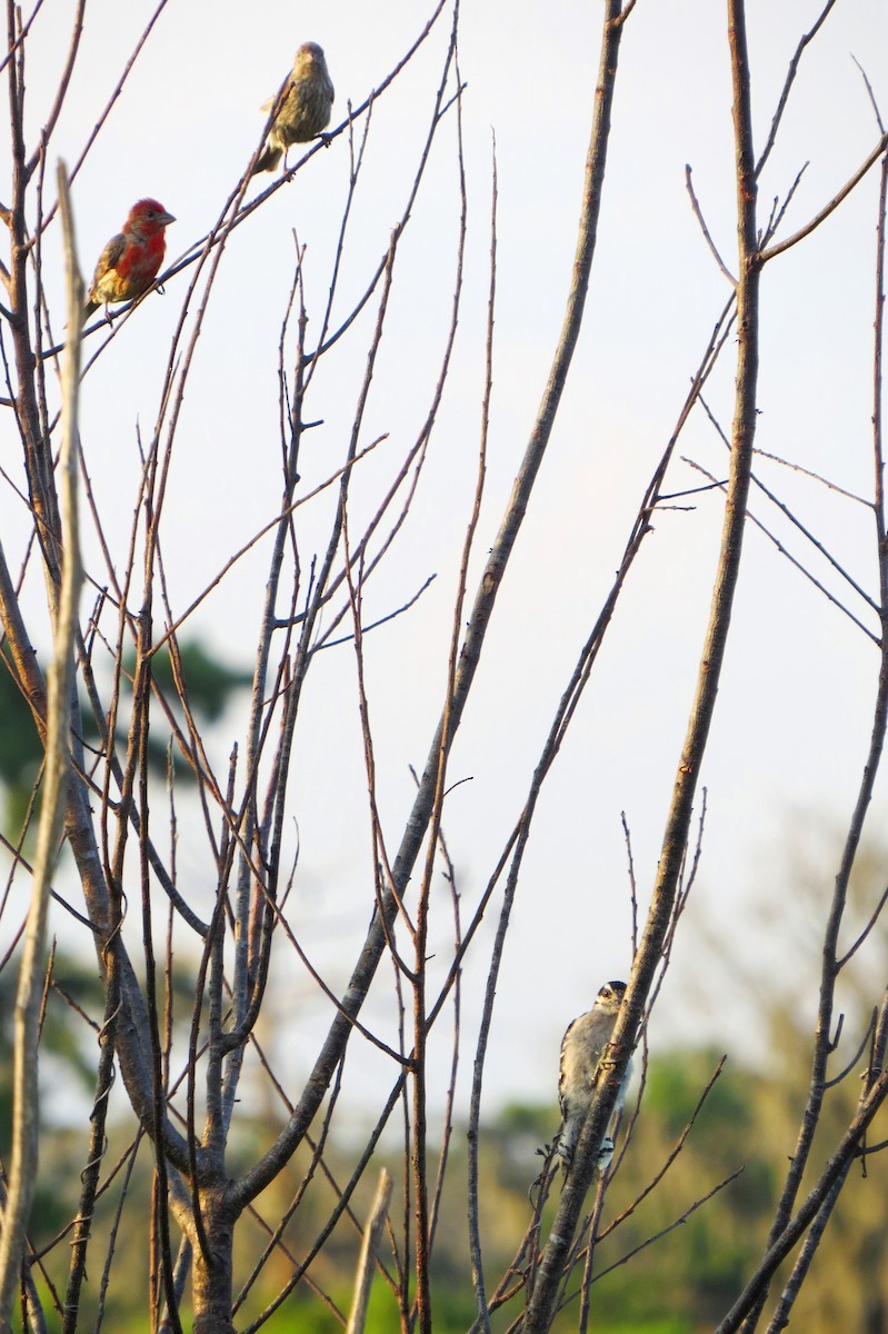 Downy Woodpecker - Eric Haskell