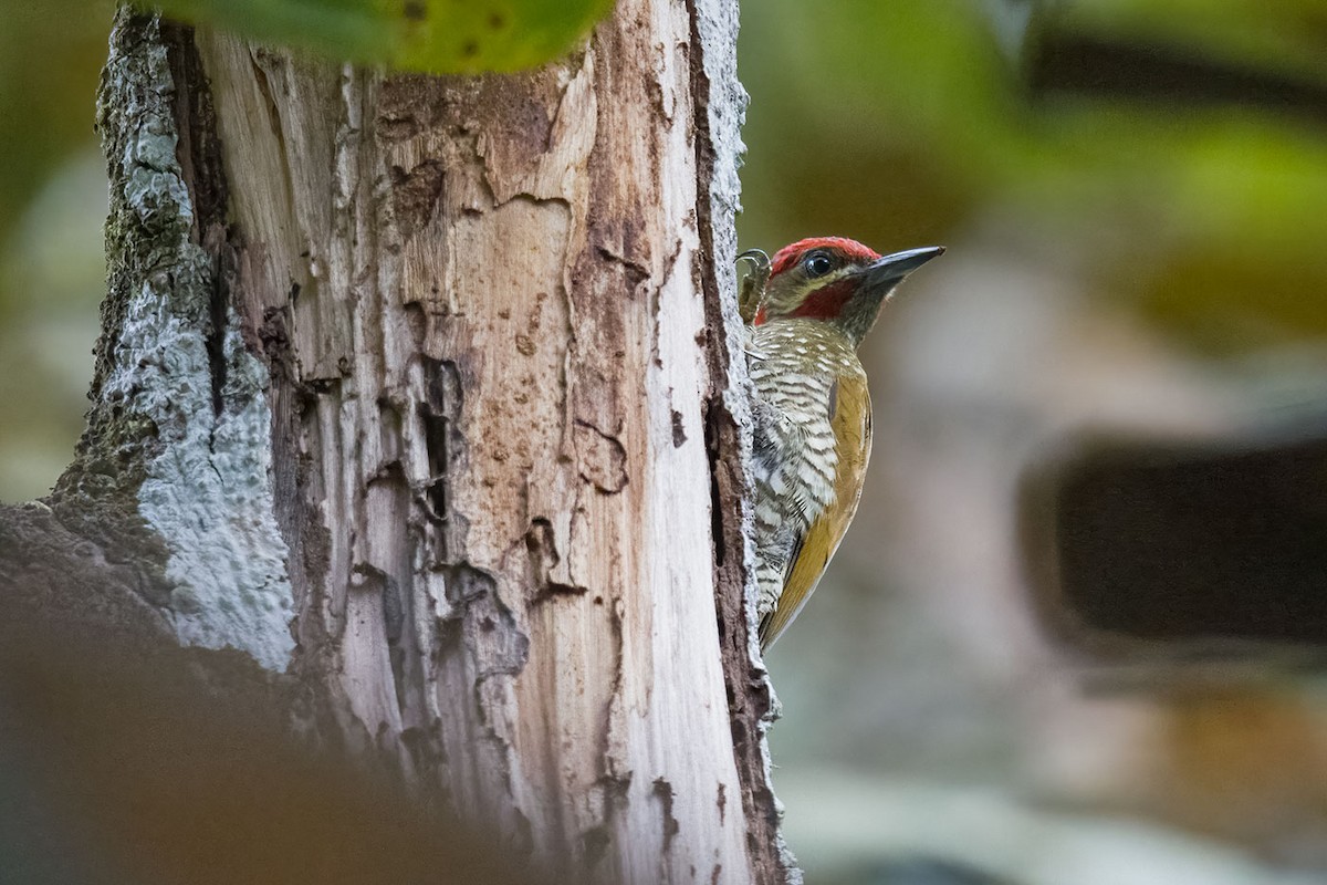 Stripe-cheeked Woodpecker - ML614450070