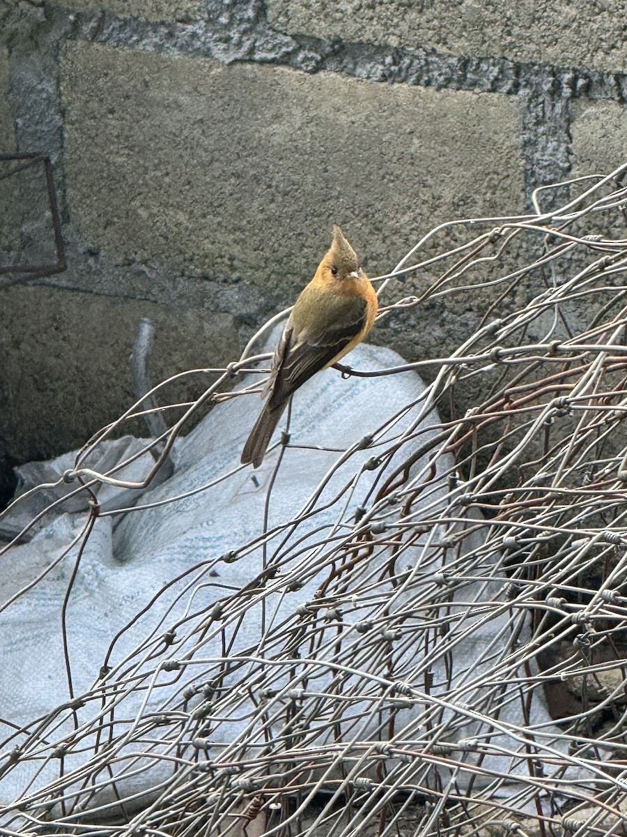 Tufted Flycatcher - ML614450103