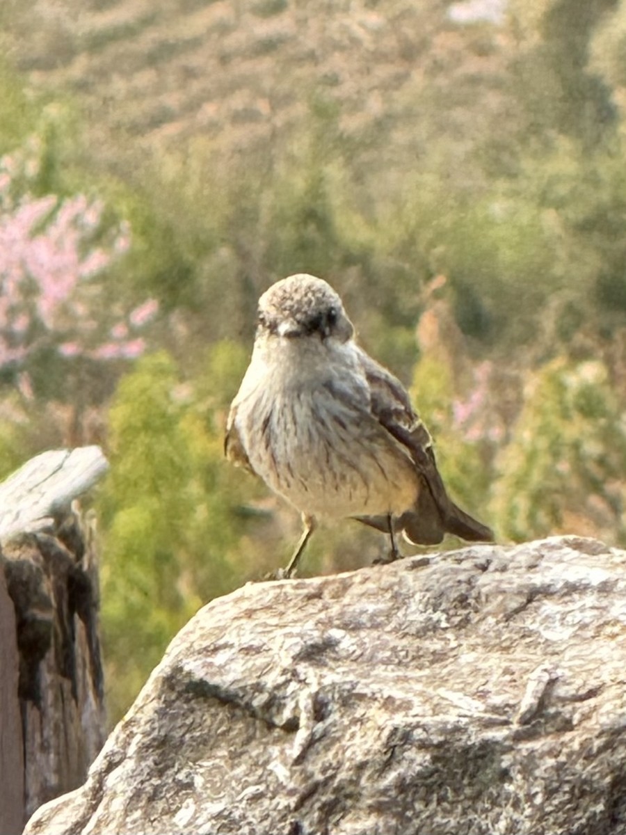 Vermilion Flycatcher - ML614450118