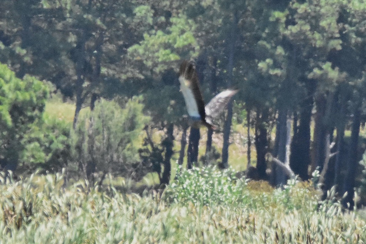 Southern Screamer - ML614450125