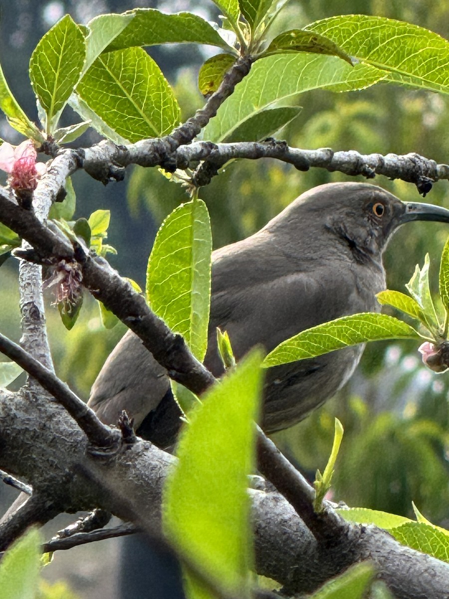 Curve-billed Thrasher - ML614450128