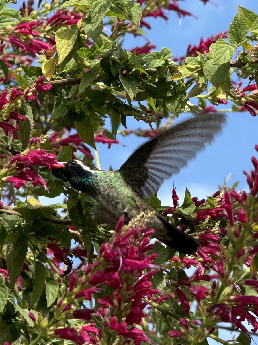 Colibrí Orejiblanco - ML614450145