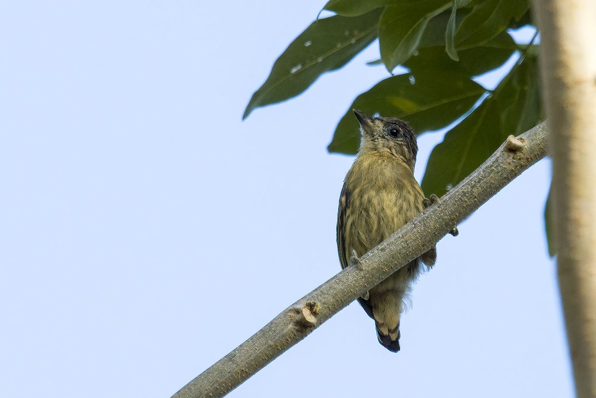 Olivaceous Piculet - Jesús Lavedán Rodríguez