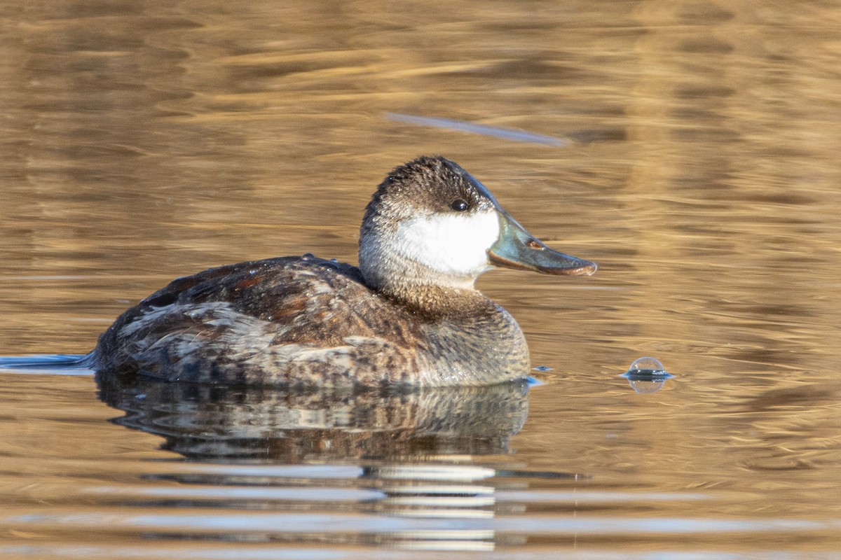 Ruddy Duck - ML614450287