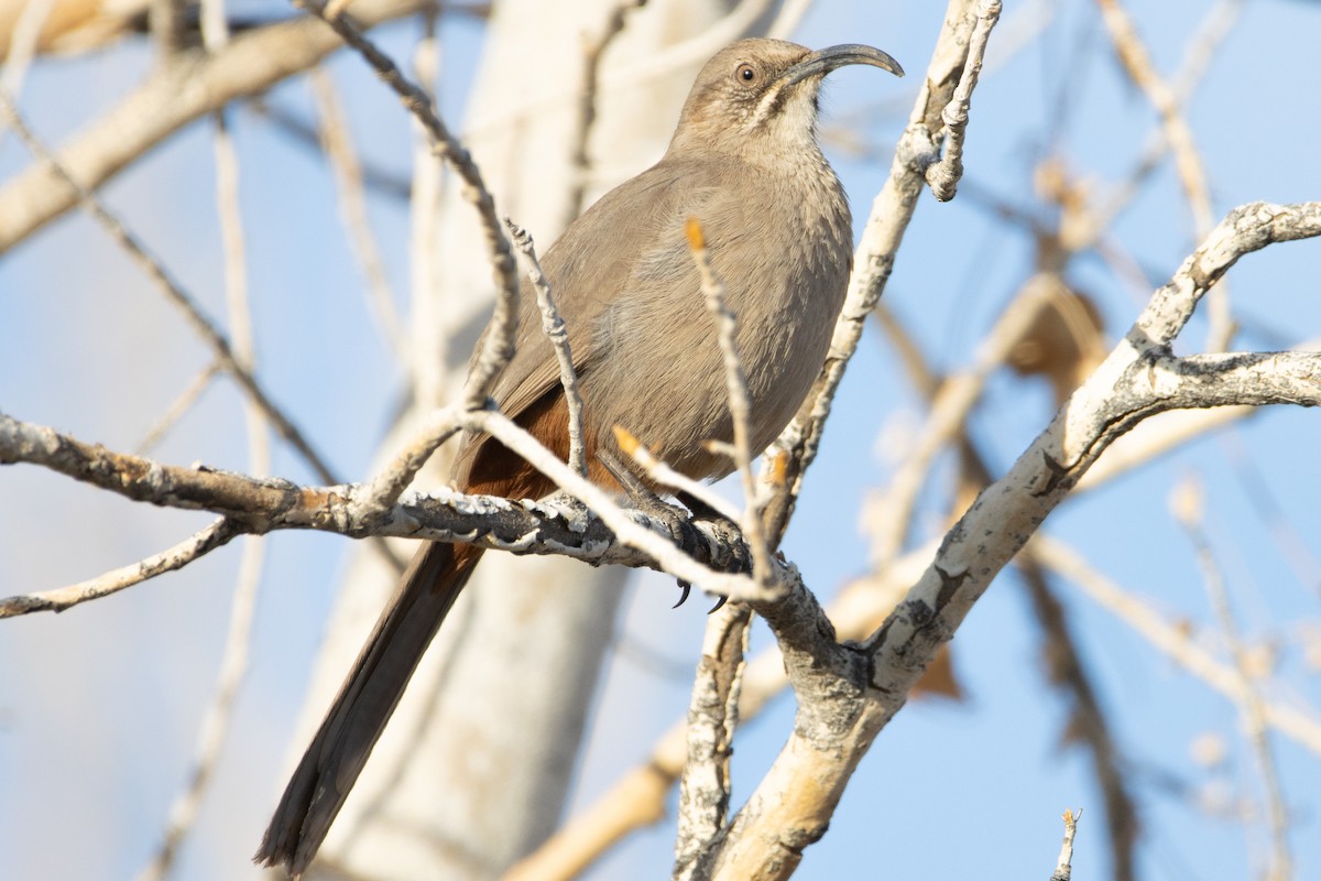 mesquitespottefugl - ML614450296