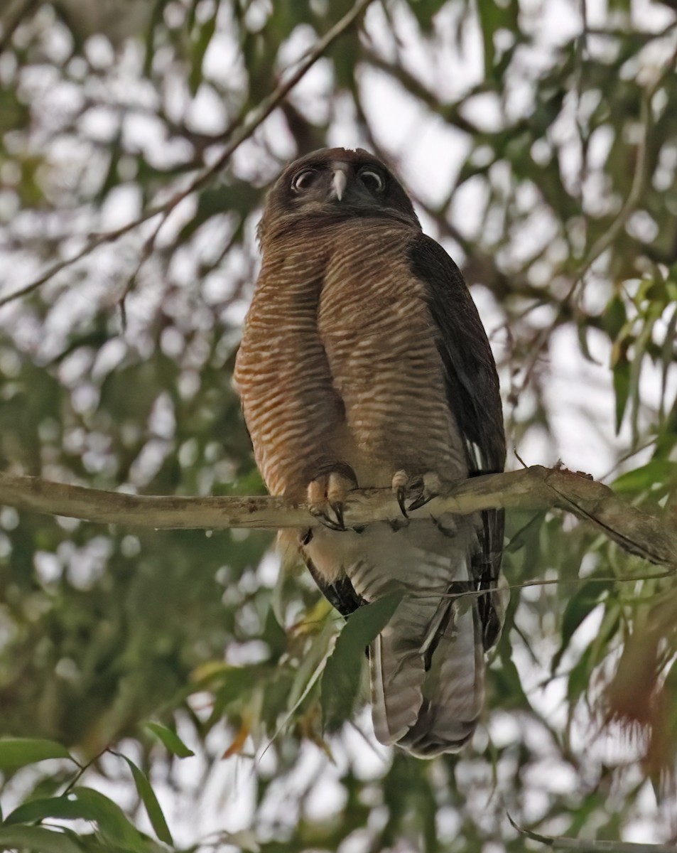 Rufous Owl - Laura Keene