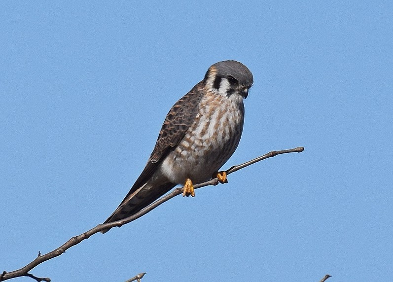 American Kestrel - ML614450383