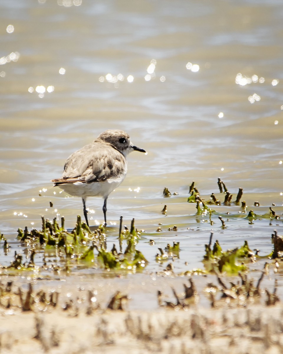 Collared Plover - ML614450386