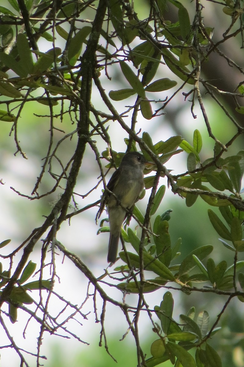 Eastern Wood-Pewee - ML614450413