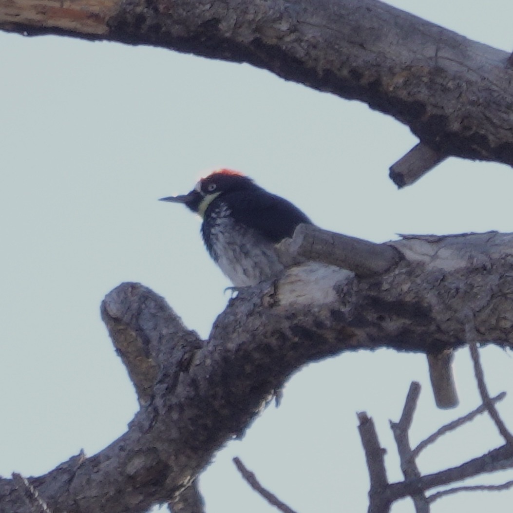 Acorn Woodpecker - David Buckley