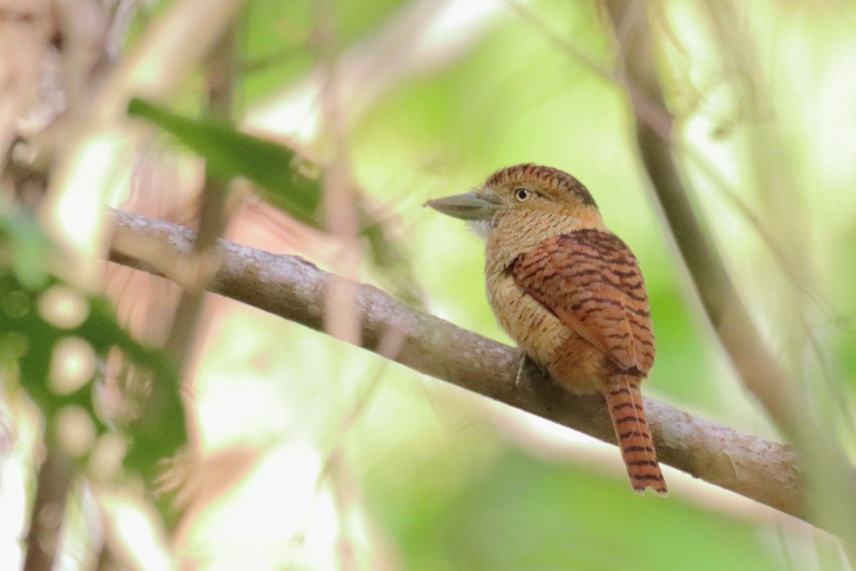 Barred Puffbird - ML614450495