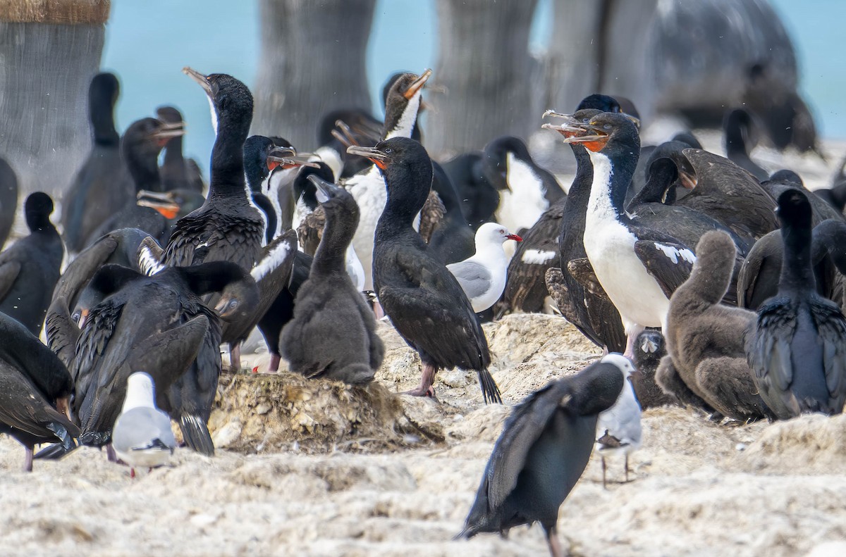 Stewart Island Shag (Otago) - William Richards