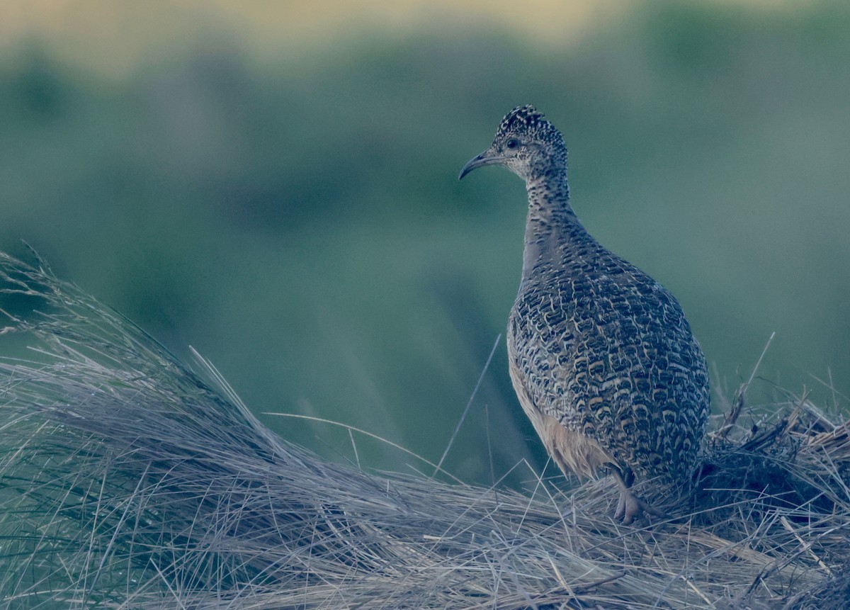 Ornate Tinamou - ML614450577